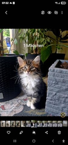 3 süße Kätzchen suchen ein liebevolles Zuhause