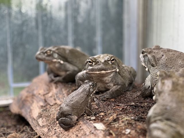 Bufo Alvarius, Laich vom 19.06.2026