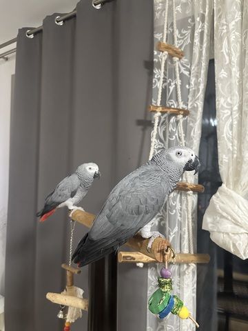 2 Graupapageien (Paar) nur zusammen abzugeben – inklusive Käfige & Zubehör & CITES Dokumenten