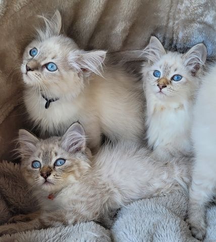 Neva Masquarade/Sibirische Waldkatze Kitten