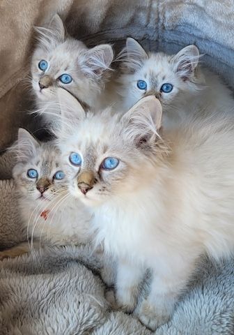 Neva Masquarade/Sibirische Waldkatze Kitten