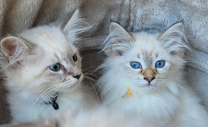 Neva Masquarade/Sibirische Waldkatze Kitten