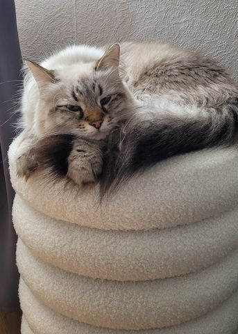 Neva Masquarade/Sibirische Waldkatze Kitten