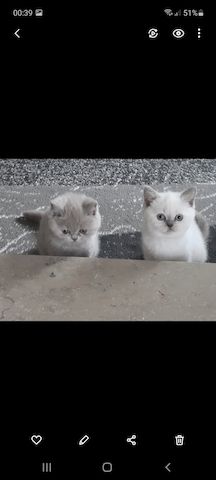 Bkh kitten