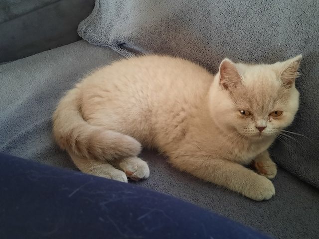 Bkh kitten