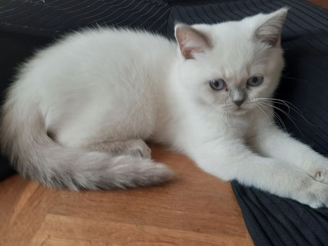 Bkh kitten