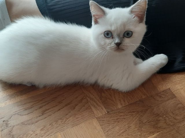 Bkh kitten