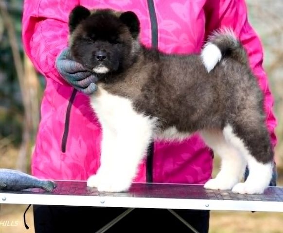 Bezaubernder American-Akita-Welpe