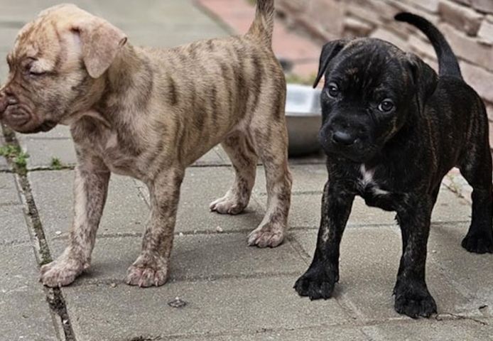 Prachtvoller Rüde – American Pit Bull Terrier-Welpen