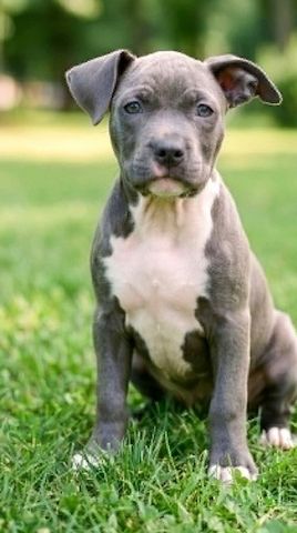 American-Staffordshire-Terrier