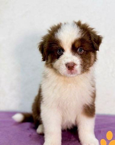 Australian-Shepherd-Welpen