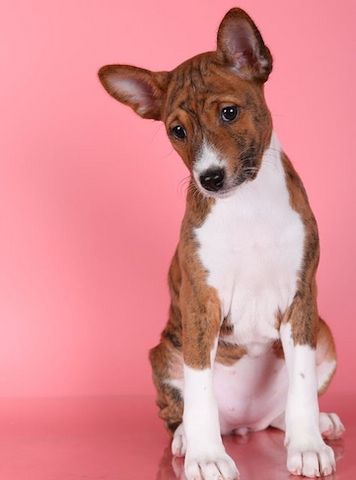 Liebes und verschmustes Basenji-Mädchen Karamelka