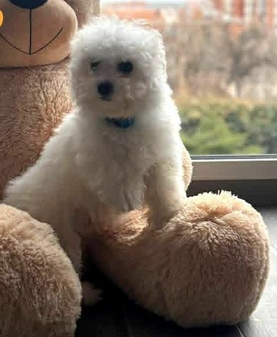 Bichon-Frisé-Welpen