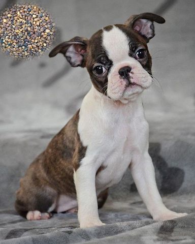 Elegante Boston-Terrier-Welpen