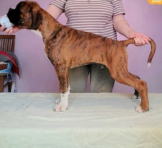 Wunderschöne gestromte Deutsche Boxer-Welpen