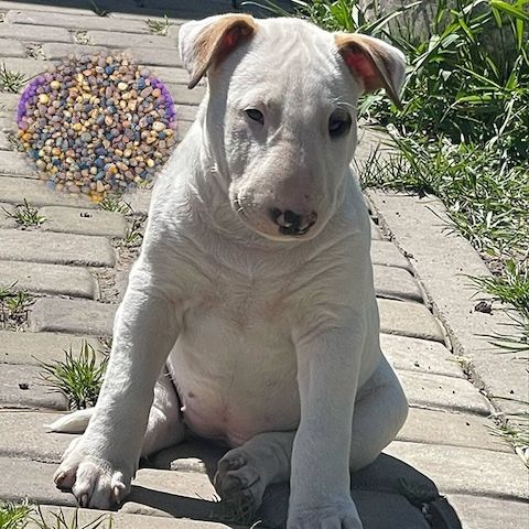 Bullterrier-Hündin sucht ihre Familie
