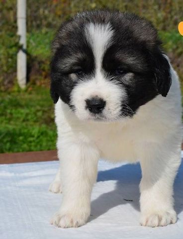 Weiß-graue Kaukasische-Schäferhund-Hündin Dalassena