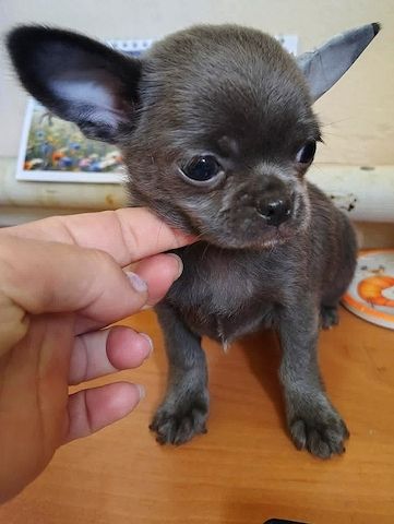 Chihuahua Gans – Ihr kleiner Begleiter
