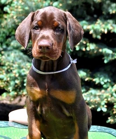 Elegante Dobermann-Welpen zu verkaufen