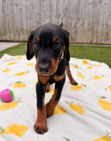 Klaar om af te halen | Geregistreerde Dobermanns // WhatsApp: +49 176 85481988