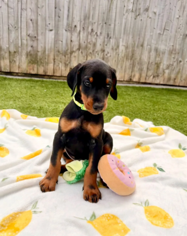 Klaar om af te halen | Geregistreerde Dobermanns // WhatsApp: +49 176 85481988