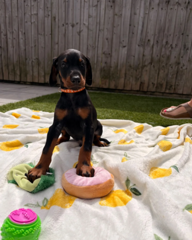 Klaar om af te halen | Geregistreerde Dobermanns // WhatsApp: +49 176 85481988