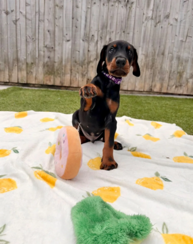 Klaar om af te halen | Geregistreerde Dobermanns // WhatsApp: +49 176 85481988
