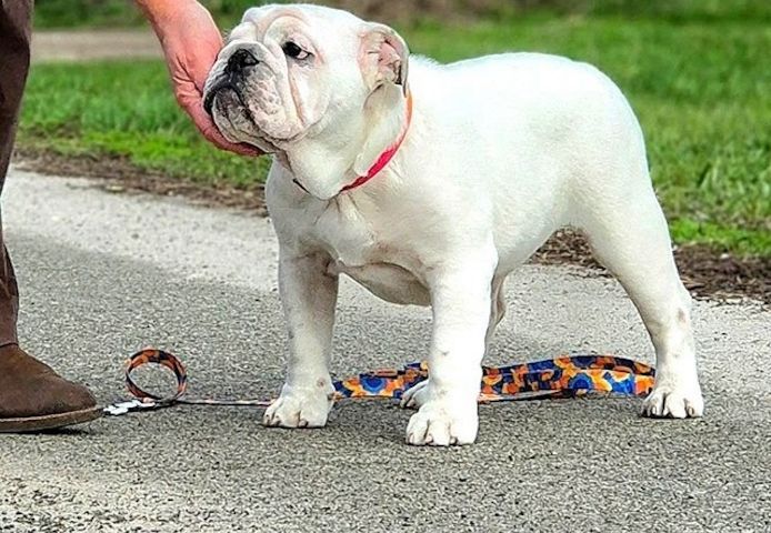 Elegante „White Lady“-Englische-Bulldogge-Welpen