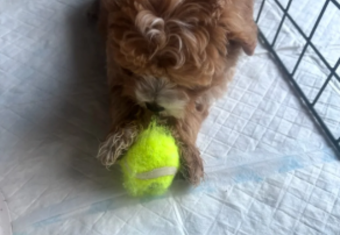 Prachtige Poochon-puppy's // WhatsApp: +49 176 85481988