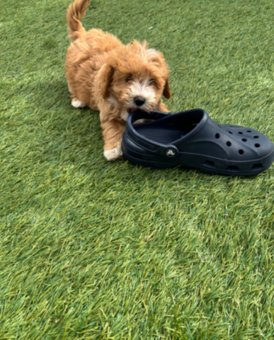 Prachtige Poochon-puppy's // WhatsApp: +49 176 85481988