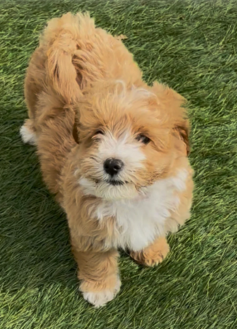 Prachtige Poochon-puppy's // WhatsApp: +49 176 85481988