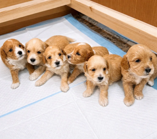 Prachtige Poochon-puppy's // WhatsApp: +49 176 85481988