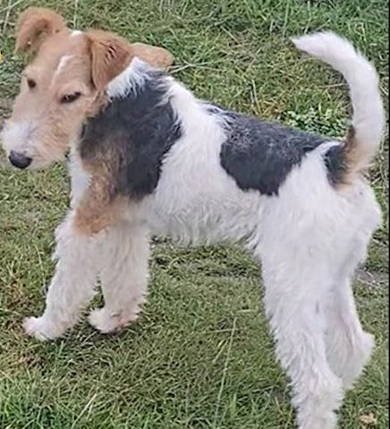 Afina – eine bezaubernde Schönheit der Rasse Foxterrier (Drahthaar)