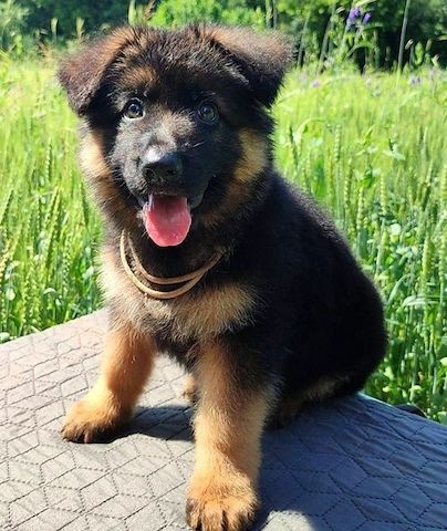 Der Deutsche Schäferhund Mike – der Inbegriff von Treue und Intelligenz