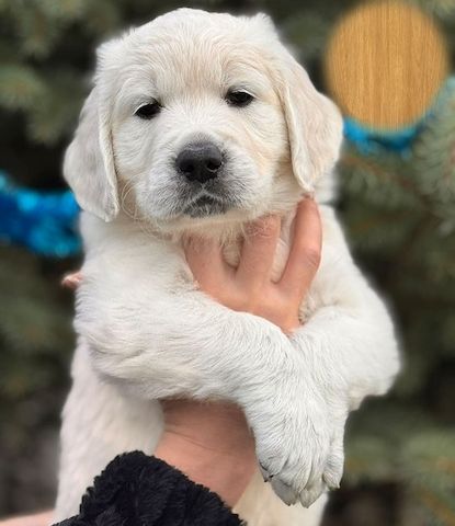 Cream Boy – Golden Retriever wartet auf seine Familie