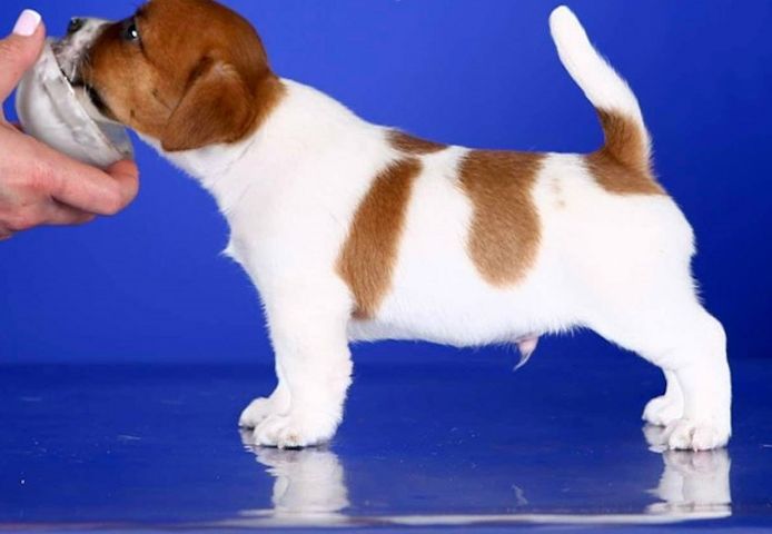 Vakig – Ein stattlicher Jack-Russell-Terrier-Rüde (weiß-rot)
