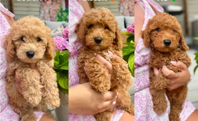 READY NOW - DNA health tested Poochon Puppies 🐶 - Whatsapp : +49 176 85481988