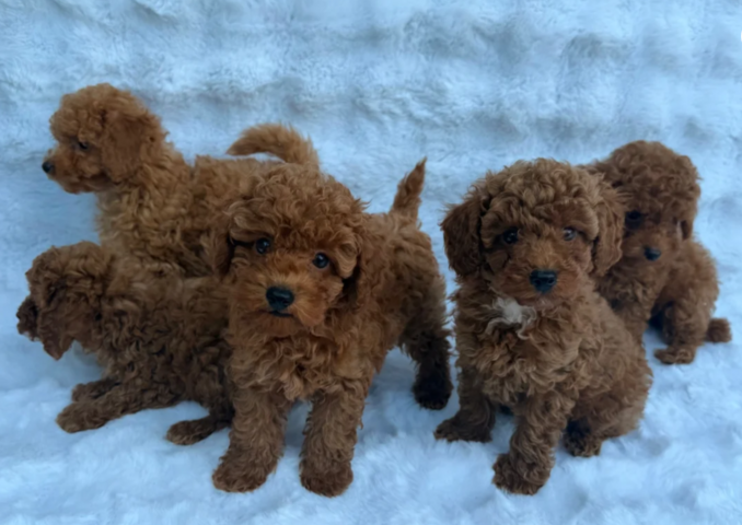 Rode Toypoedel reutjes // WhatsApp: +49 176 85481988