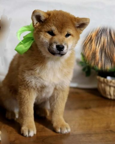 Shiba-Inu Welpen