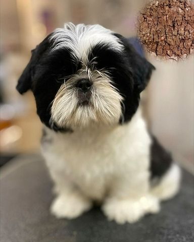 Shih-Tzu-Welpen zu verkaufen