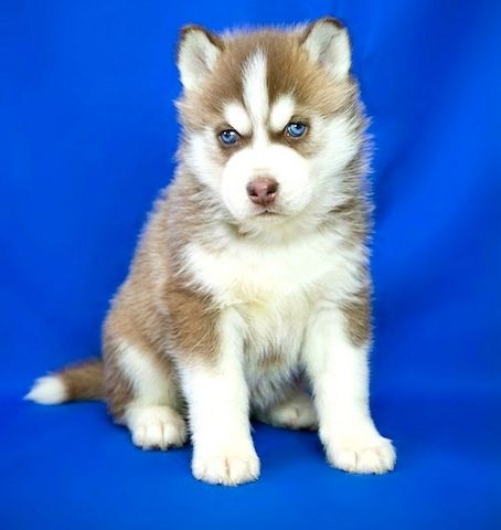 Siberian Husky,
