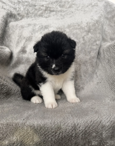 Prachtige, stevige Amerikaanse Akita-puppy's // WhatsApp: +49 176 85481988