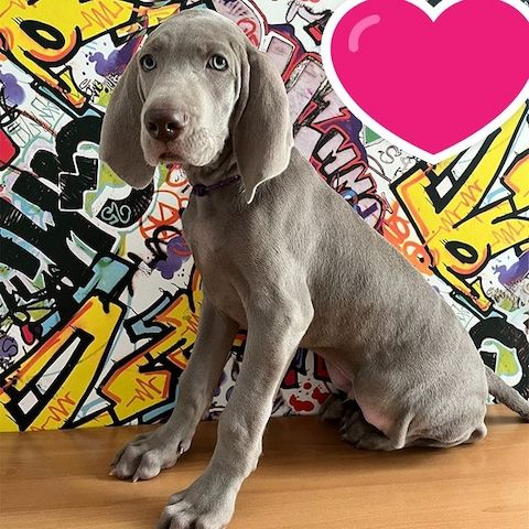 Nash Wild – Ein stattlicher, silbergrauer Weimaraner-Rüde