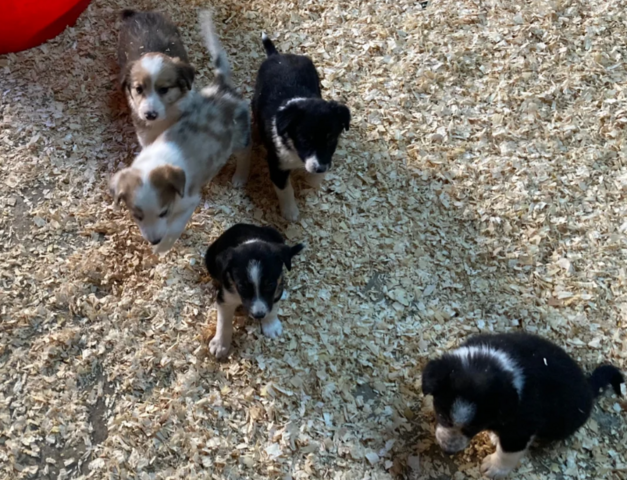 Schattige border collies // WhatsApp: +49 176 85481988