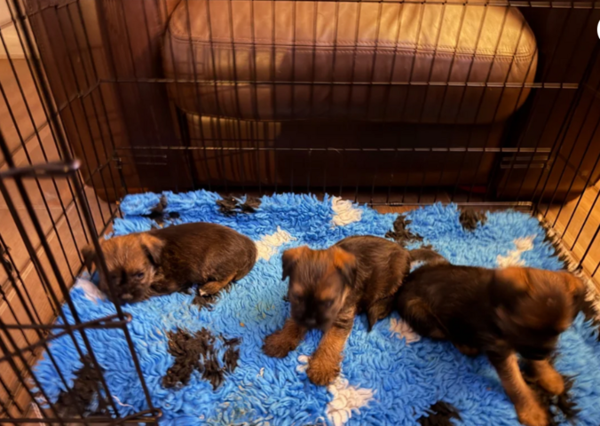 Prachtige, slemvrije, KC-geregistreerde Border Terrier teefjes // WhatsApp: +49 176 85481988