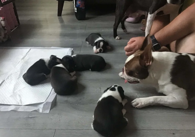 5 PRACHTIGE BOSTON TERRIER PUPS // WhatsApp: +49 176 85481988