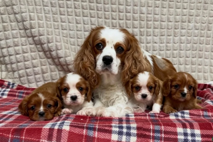 PRACHTIGE CAVALIER KING CHARLES PUPS // WhatsApp: +49 176 85481988
