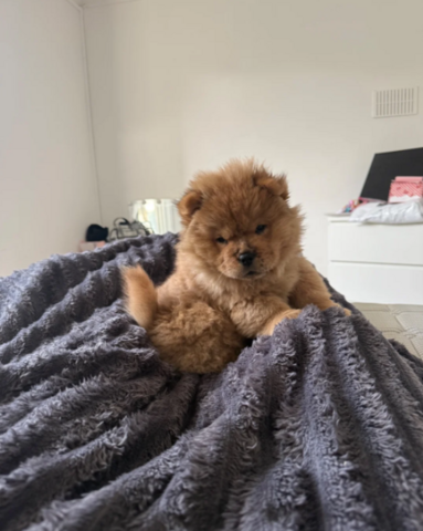 Schattige Chow Chow-puppy's // WhatsApp: +49 176 85481988
