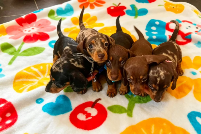 Nestje van 5 prachtige teckelpuppy's // WhatsApp: +49 176 85481988