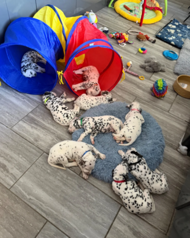 9 prachtige Dalmatiërpuppy's // WhatsApp: +49 176 85481988